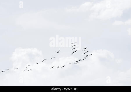 Eine Herde wilder Gänse bei schönem Wetter im Fliegen, Hintergrundbeleuchtung Stockfoto