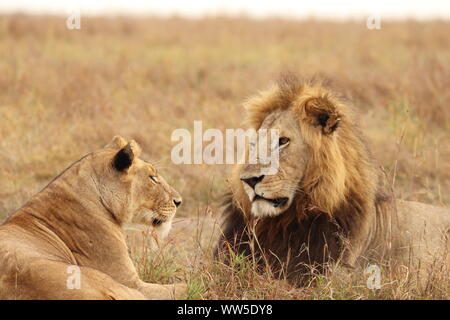 Löwe, Löwin in der Savanne, Masai Mara National Park, Kenia. Stockfoto