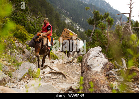 Maultiere als Belastung Träger auf einem Höhenweg mit einem Reiter Stockfoto
