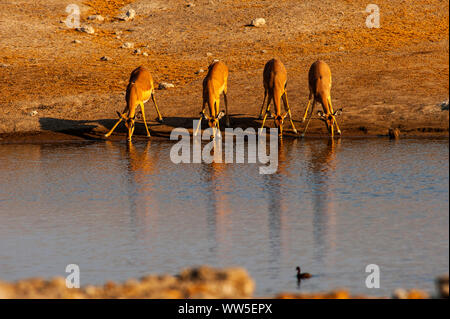 Impalas trinken an Chudob Wasserloch, Etosha National Park, Namibia Stockfoto