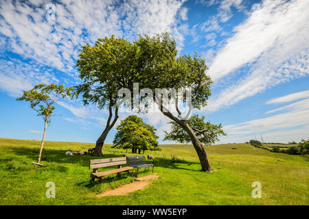 Windgepeitschte Bäume auf dem Cleeve Hill Steilhang in Cotswolds, Gloucestershire, England Stockfoto