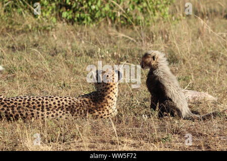 Cheetah Mama und ihr Junges in der Savanne, Masai Mara National Park, Kenia. Stockfoto