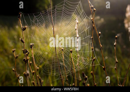 Spinnennetz mit Tautropfen am Morgen Licht auf einer Wiese Stockfoto