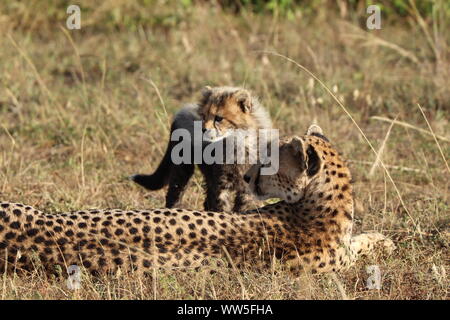 Cheetah Mama und ihr Junges in der Savanne, Masai Mara National Park, Kenia. Stockfoto