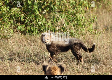 Cheetah Cub in der Savanne, Masai Mara National Park, Kenia. Stockfoto