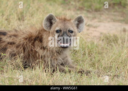 Tüpfelhyäne in der Savanne, Masai Mara National Park, Kenia. Stockfoto