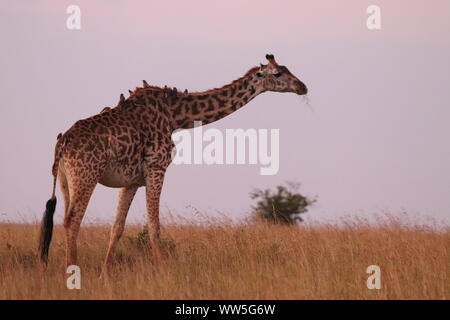 Giraffe mit Vögel auf ihrem Rücken, Masai Mara National Park, Kenia. Stockfoto