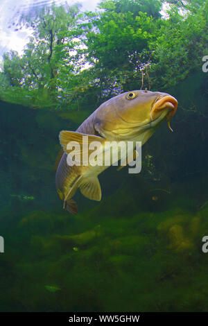 Karpfen Cyprinus carpio, Fisch, Süßwasserfisch, Baden-Württemberg, Deutschland Stockfoto