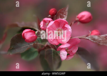 Blüten die ornamentale Kirsche mit Knospen Stockfoto