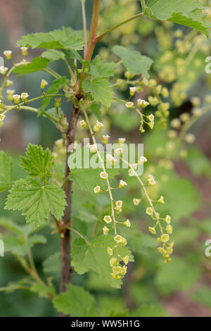 Weiße Johannisbeere, Blüten, Ribes rubrum Stockfoto