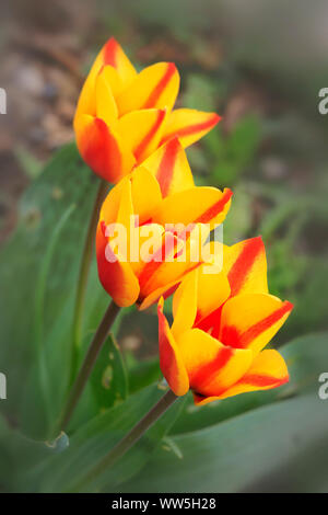 Tulpen gelb rot im Garten Stockfoto