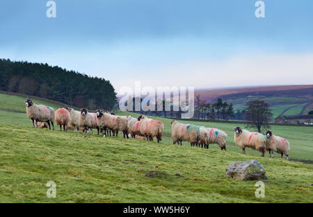 Schafe auf einer tierhaltungsbetrieb an einem kalten Herbst, Winter morgen in der Grafschaft Durham, England, UK. Stockfoto