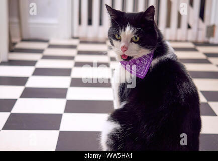 NEWCASTLE UPON TYNE, England, Großbritannien - 14 Januar, 2017: Eine schwarz-weiße Katze klemmt es ist die Zunge heraus auf einem schwarzen und weißen Stock. Stockfoto