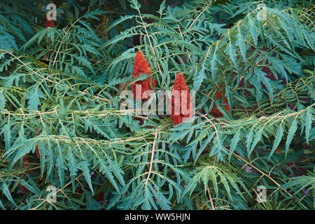 Sumac, Cut-Blatt staghorn sumac, Rhus tpphina, Pflanzen mit roten Beeren wachsen oputdoor. Stockfoto