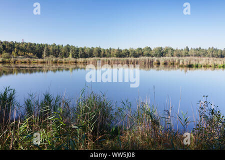 Moor Wurzacher Ried, Bad Wurzach, Oberschwaben, Baden-Württemberg, Deutschland Stockfoto