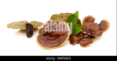 Pilz Stockfoto