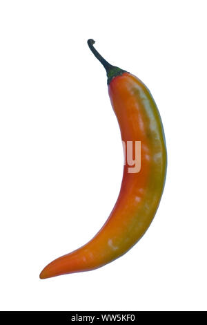 Chili, Koreanisch hot pepper, Capsicum annuum, Studio geschossen von einer roten und grünen Paprika. Stockfoto