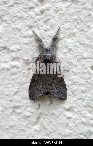 Makro Nahaufnahme einer Motte, pale Tussock, Stockfoto