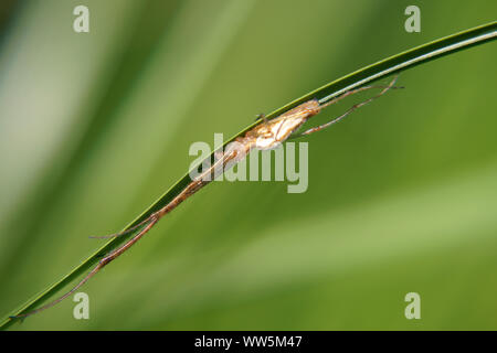 Nahaufnahme einer Spinne liegen auf einem Grashalm, Stockfoto