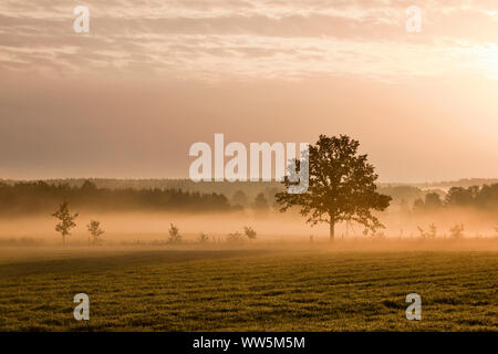 Einsamer Baum auf dem Boden mit Morgennebel Stockfoto