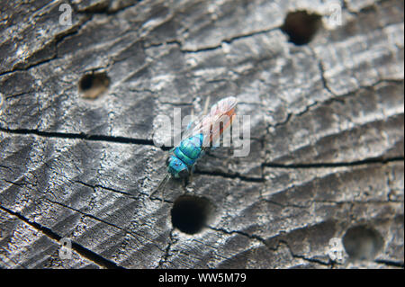 Makro Nahaufnahme eines RUBIN-tailed Wespe auf ein Stück Holz, Stockfoto