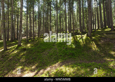 Grüne Waldboden mit Trunks Fichte in der Hintergrundbeleuchtung Stockfoto