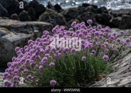 Sparsamkeit (Armeria maritima) entlang der Carrick Küste, Galloway, SW Schottland wächst Stockfoto