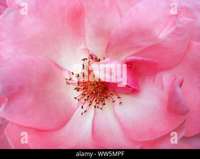 Rosa Rose Blume. Makroaufnahme. Selektiver Fokus Stockfoto