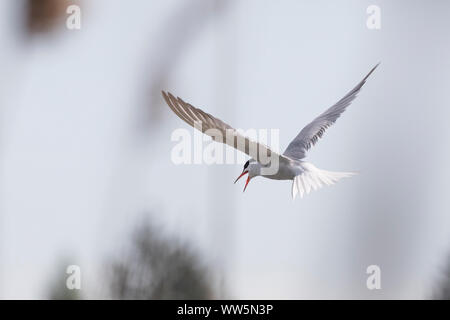 Flussseeschwalbe, Sterna hirundo, Fliegen, schreien Stockfoto