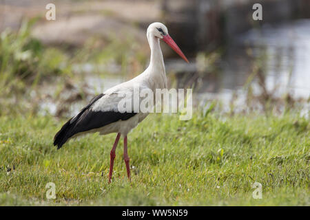 Weißstorch, Ciconia ciconia, auf der Wiese Stockfoto