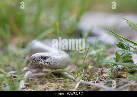 Blindworm, Anguis fragilis, Porträt Stockfoto