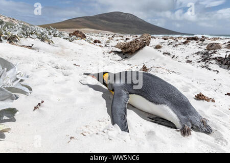 Königspinguin, Aptenodytes patagonicus, nach Ruhe, Saunders Island, Falkland Inseln, November Stockfoto