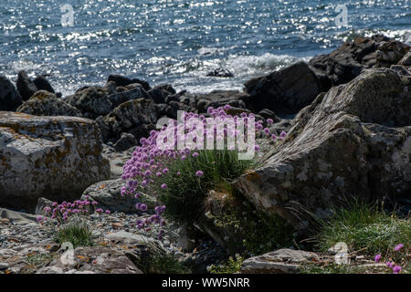 Sparsamkeit (Armeria maritima) entlang der Carrick Küste, Galloway, SW Schottland wächst Stockfoto