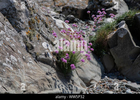 Sparsamkeit (Armeria maritima) entlang der Carrick Küste, Galloway, SW Schottland wächst Stockfoto