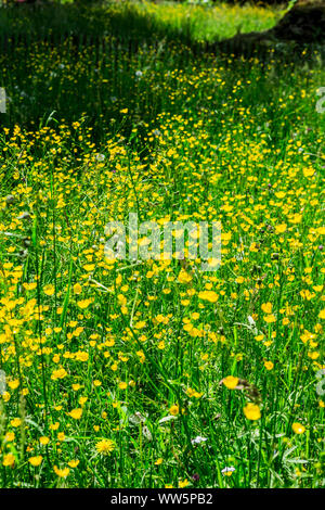 Blumenwiese mit Zaun Stockfoto