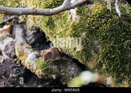 Maus im Teutoburger Wald, Stockfoto