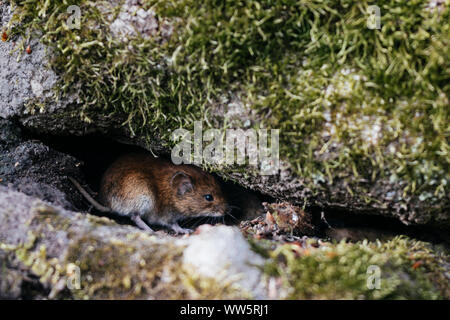 Maus im Teutoburger Wald, Stockfoto