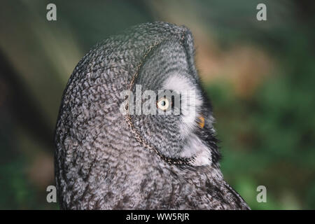 Porträt der Bartkauz, Stockfoto