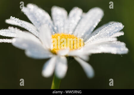 Margeriten mit Morgentau im Frühling Sonne bedeckt, Stockfoto