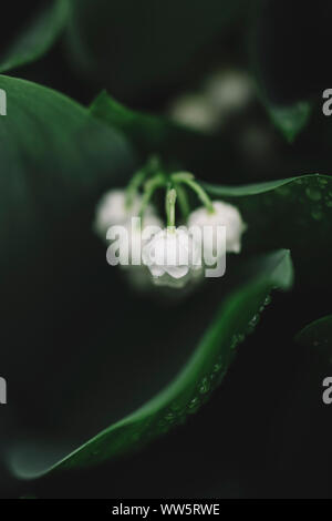 Maiglöckchen Blüten, close-up Stockfoto