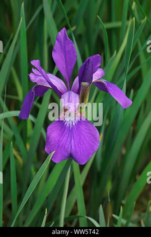 Iris, sibirische Flagge, Iris pumila, Single lila farbige Blume wächst im freien Feld von Gras. Stockfoto