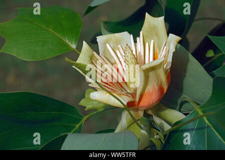 Tulip Tree, Liriodendron tulipifera, einzelne gelbe Blume wächst im Freien auf der Anlage. Stockfoto