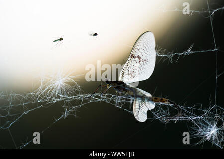 Mayfly in einem alten Spiderweb mit zwei blattläuse im Gegenlicht. Stockfoto