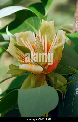 Tulip Tree, Liriodendron tulipifera, einzelne gelbe Blume wächst im Freien auf der Anlage. Stockfoto