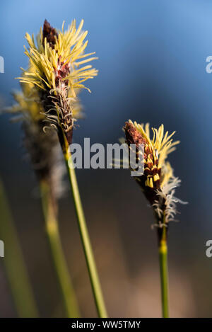 Alpine Wegerich (Plantago alpina) Blüten in Nahaufnahme Stockfoto