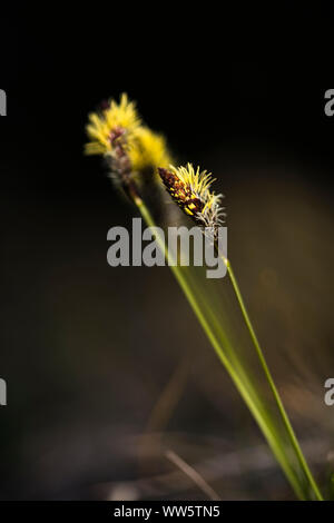 Alpine Wegerich (Plantago alpina) Blüten in Nahaufnahme Stockfoto