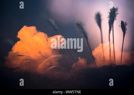 Double Exposure der Alpinen Wegerich (Plantago alpina) und Storm Cloud, die schattenhaften Strukturen der Blüten im Kontrast zu den dunklen Himmel. Stockfoto