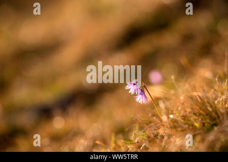 Alpine snowbell im Abendlicht in der Benediktenwand, Bayern. Stockfoto