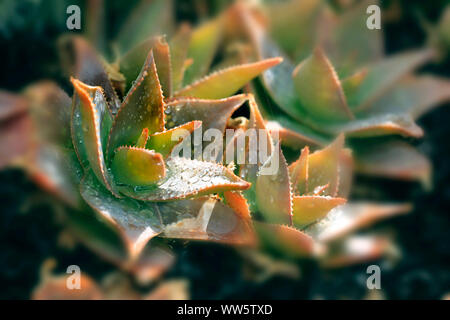 Aloe Juvenna Stockfoto