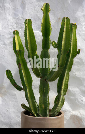 Kandelaber Baum (Euphorbia candelabrum) vor der weißen Wand Stockfoto